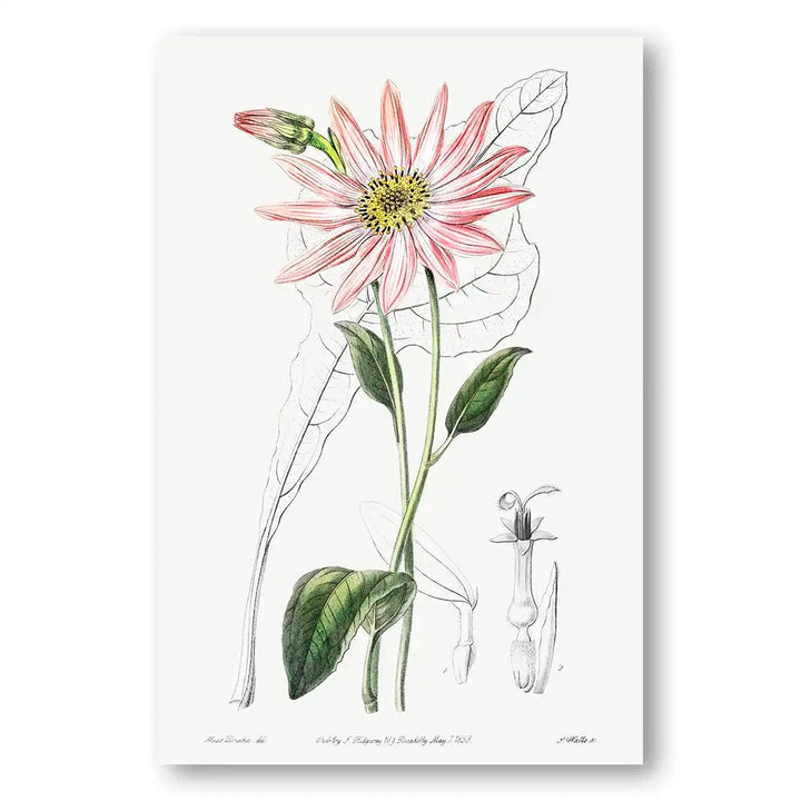 Mr. Dickson's Echinacea Art Print