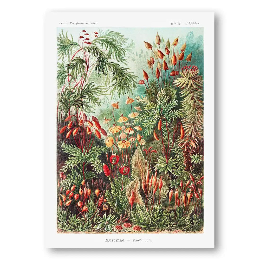 Escape to Wonderland Vintage Botanical Art Print