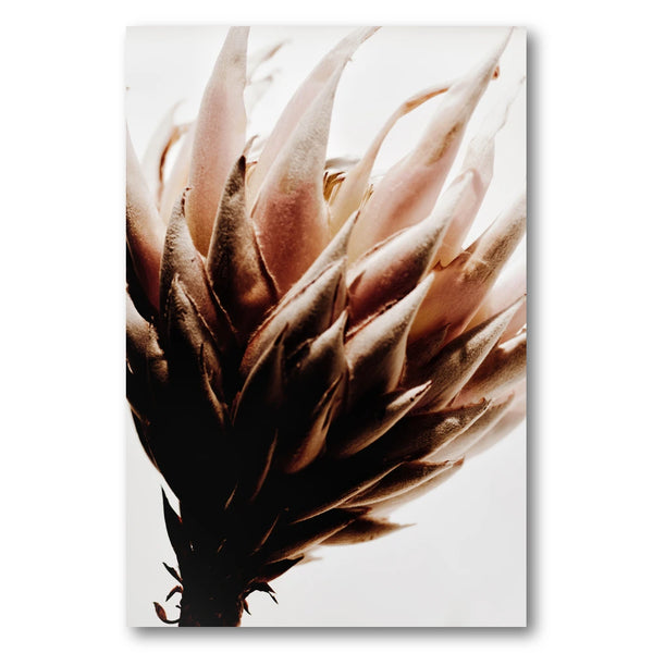 Muted Protea Bloom Photo Print
