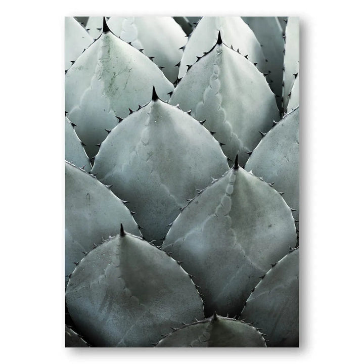 Agave Mint Harmony Photo Print