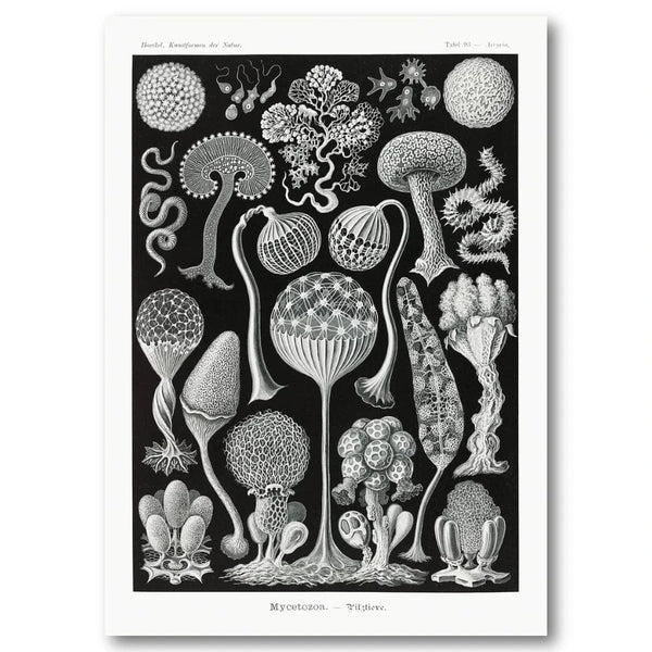 Mycetozoa by Ernst Haeckel Art Print