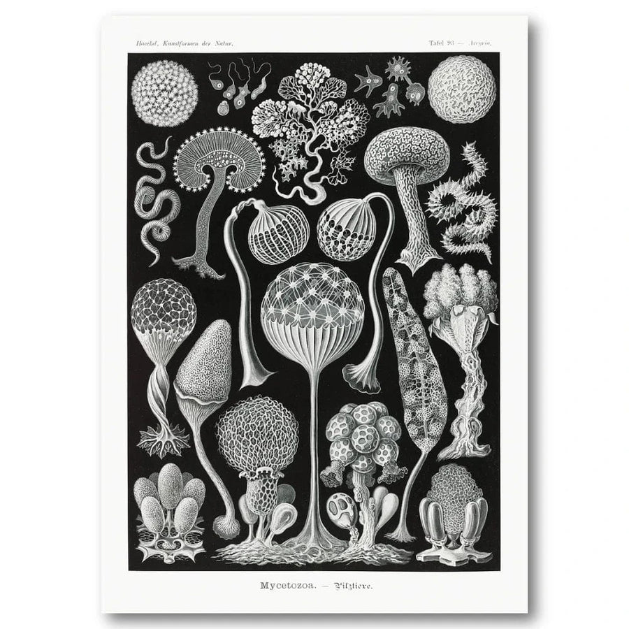 Mycetozoa by Ernst Haeckel Art Print
