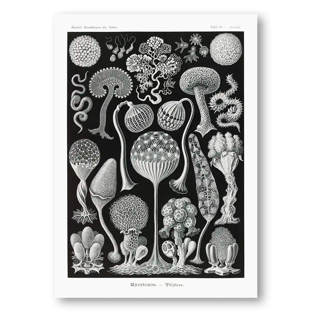 Mycetozoa-Pilztiere by Ernst Haeckel Coastal Art Print