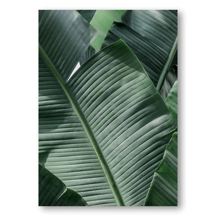 Natal Green Foliage Photo Print