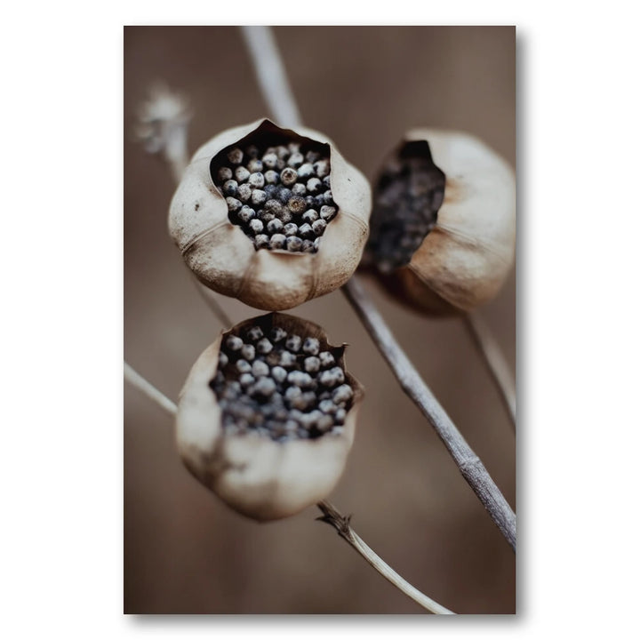 Nature's Capsules Photo Print