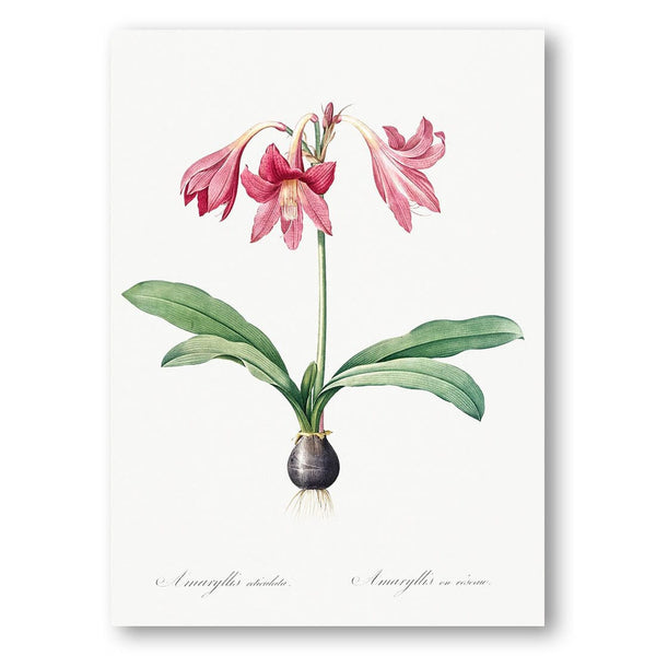 Netted-veined Amaryllis Illustration by Pierre-Joseph Redouté Art Print