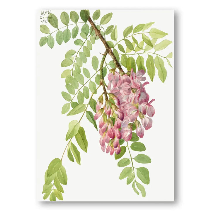 New Mexican Locust Flower by Mary Vaux Walcott Art Print