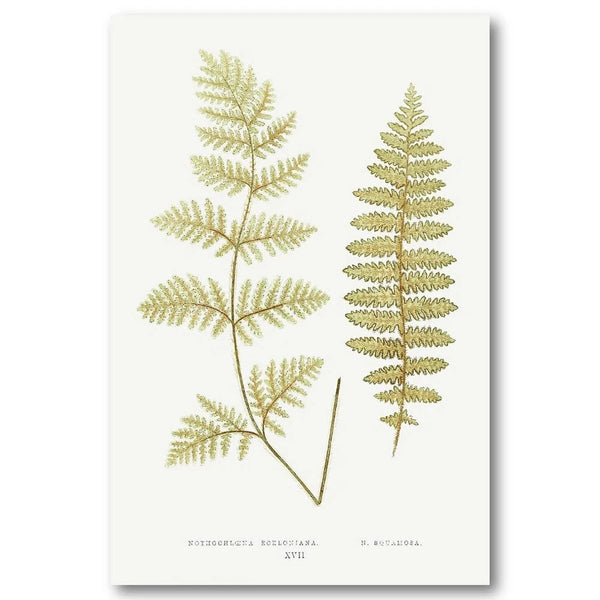 Nothochloena Ferns Botanical Art Print