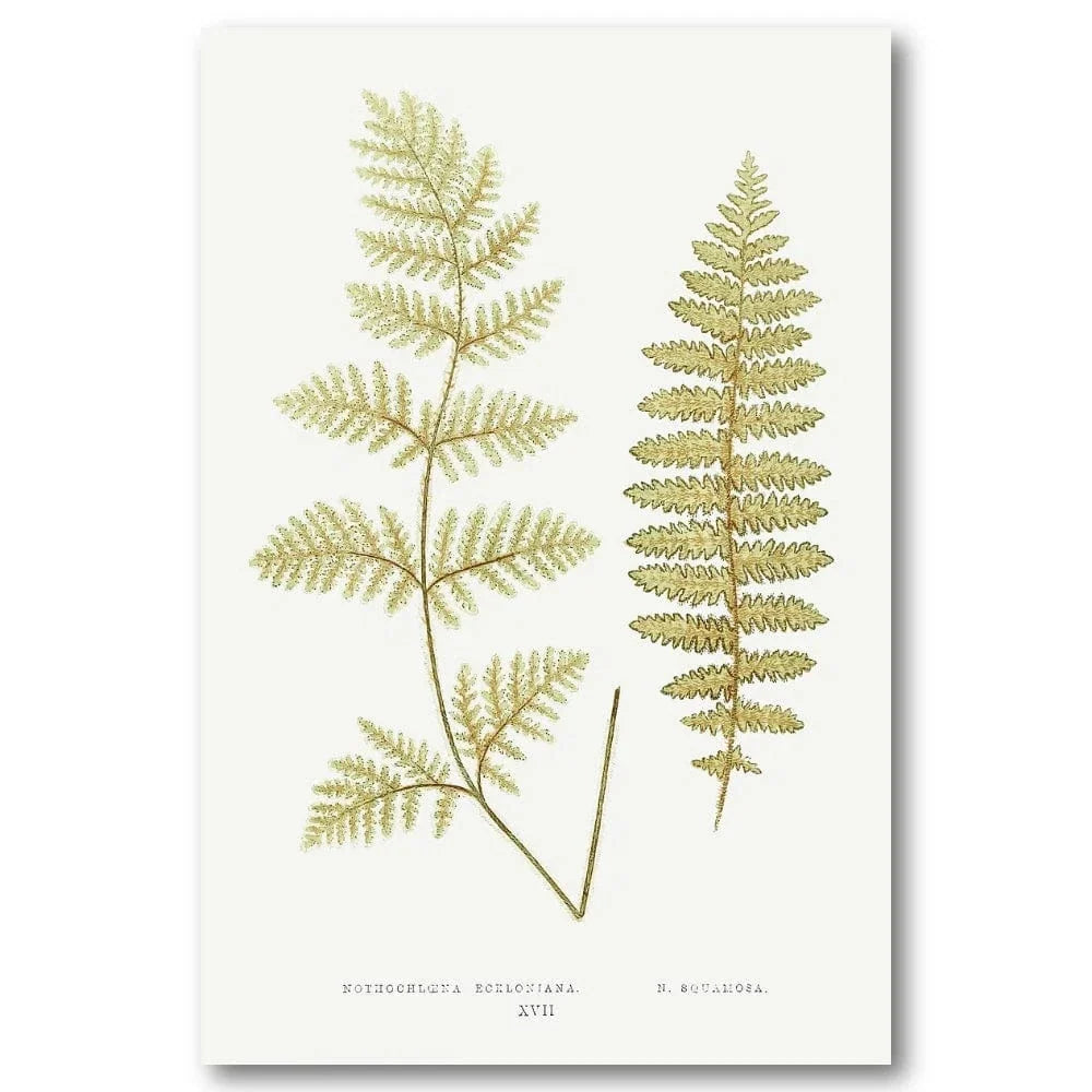 Nothochloena Ferns vintage print, one of the pair