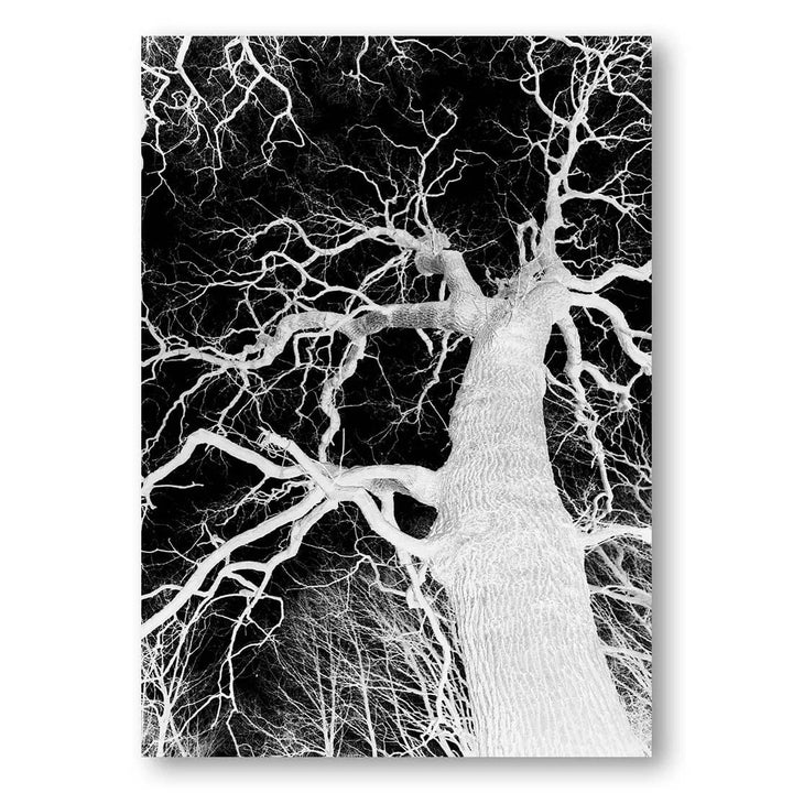 Oak Tree Illumination Photo Print