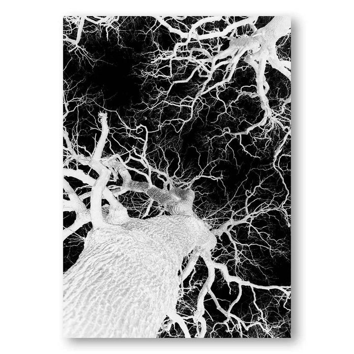 Oak Tree Canopy Photo Print