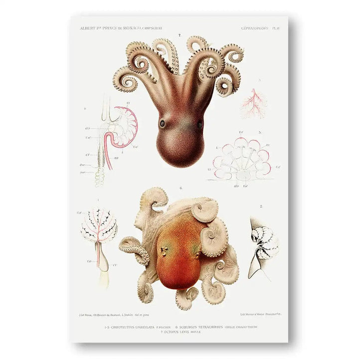 Octopus Illustration Art Print 1