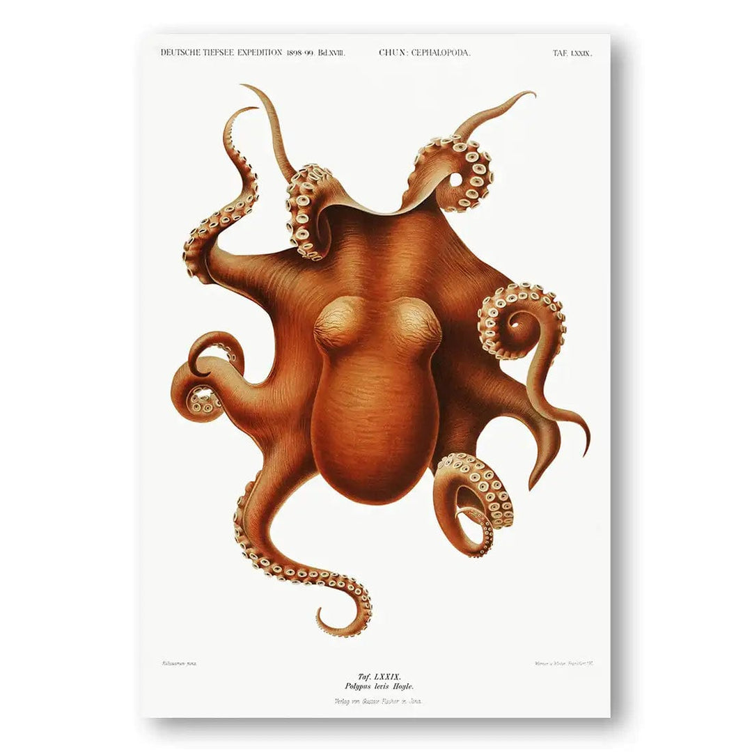 Octopus Illustration Art Print 2