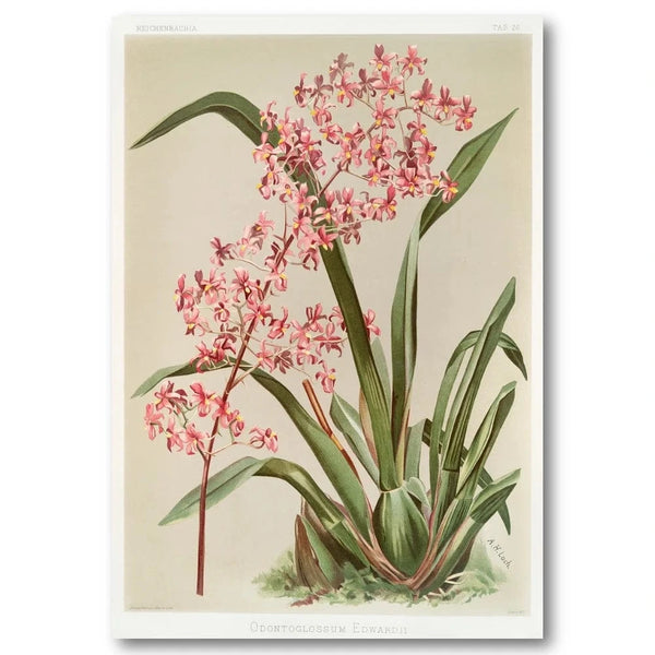 Odontoglossum Orchid Pink Clustered Florets, Arching Leaves Art Print
