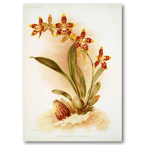 Odontoglossum Orchid Crimson Spotted Flowers With Bulb Art Print
