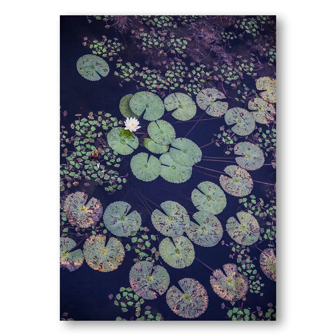 Okavango Floating Lily Photo Print