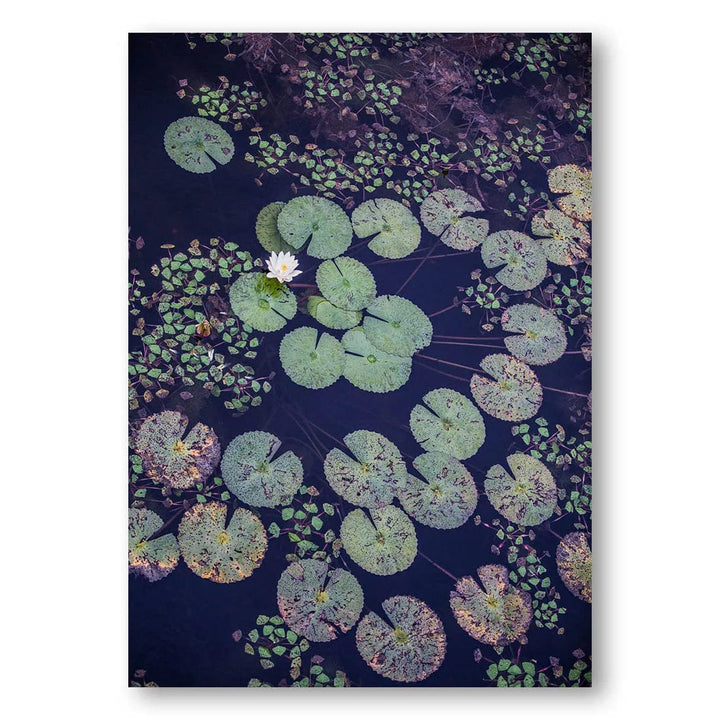 Okavango Floating Lily Photo Print