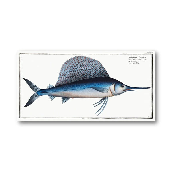 Scomber Gladius Fish Illustration Art Print
