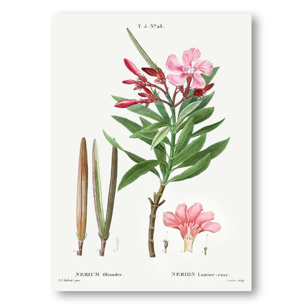 Oleander Vintage Botanical Art Print