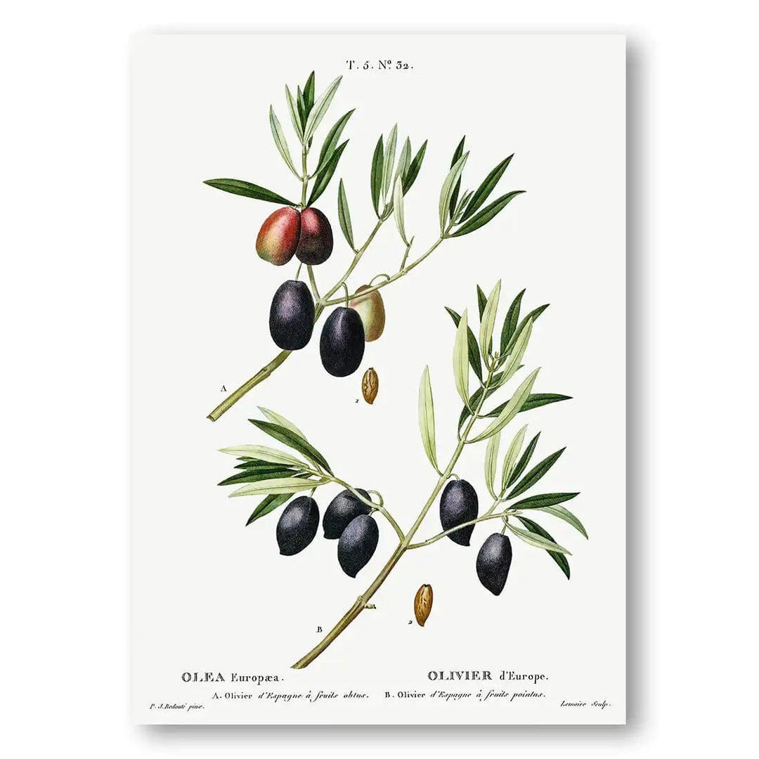 Olive Branch Art Print 1