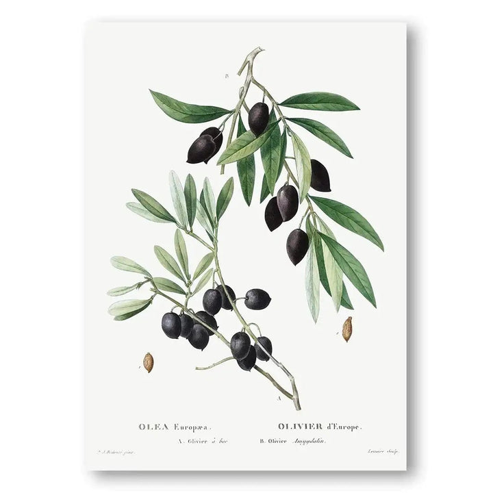 Olive Branch Art Print 2