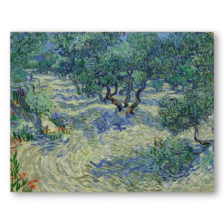Olive Trees by Vincent Van Gogh Art Print