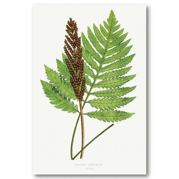 Onoclea Sensibilis Botanical Art Print