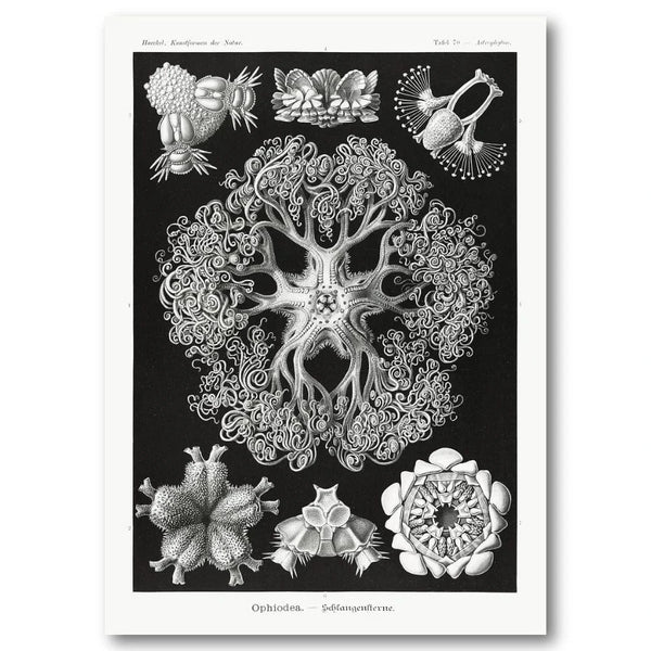 Ophiodea by Ernst Haeckel Art Print