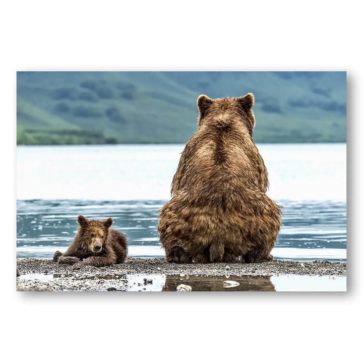 Bear Contrasts Photo Print