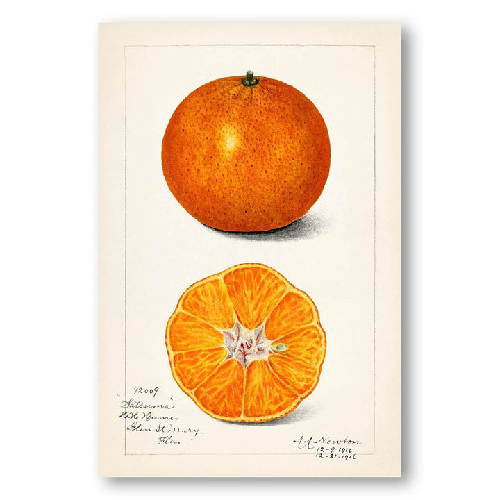 Orange by Amanda Almira Newton Art Print