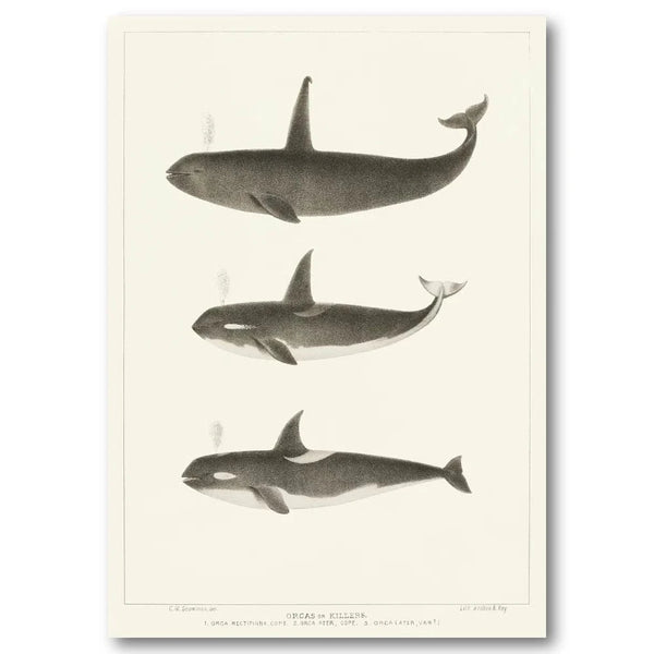 Orca Whale Scientific Illustration Art Print