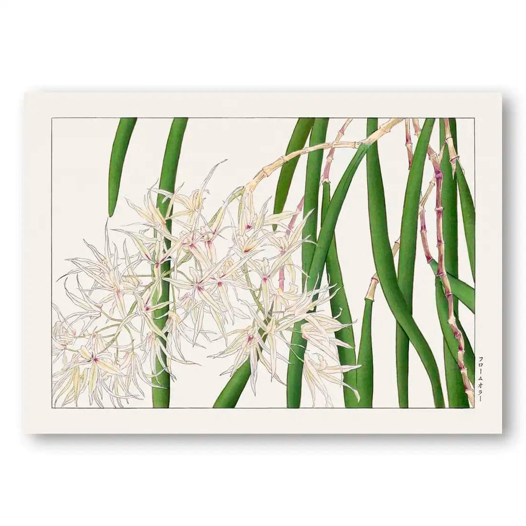 Orchid Woodblock Painting by Tanigami Kônan Art Print