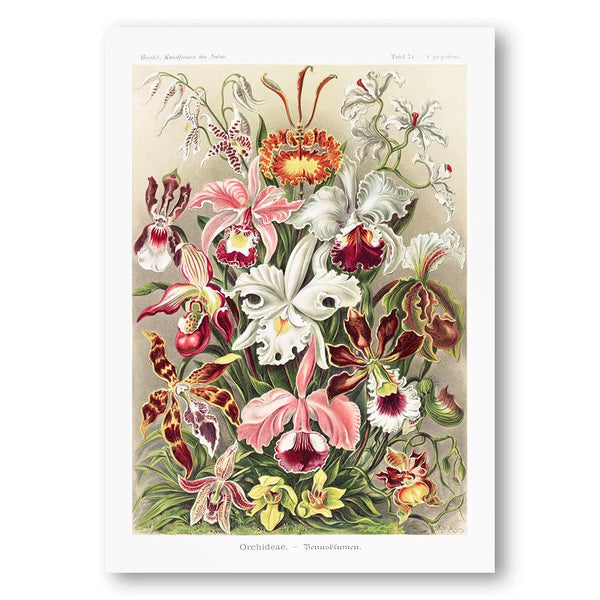 Orchid Garden Vintage Botanical Art Print