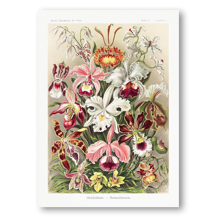 Orchideae by Ernst Haeckel Art Print