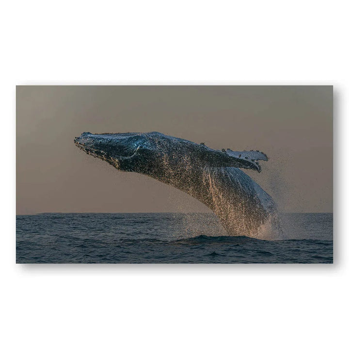 Breaching Whale Majesty Photo Print