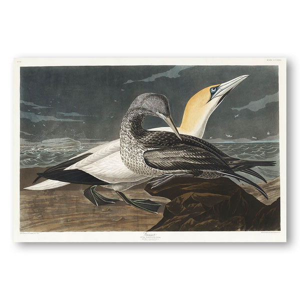 A Pair of Gannets by John James Audubon Vintage Art Print