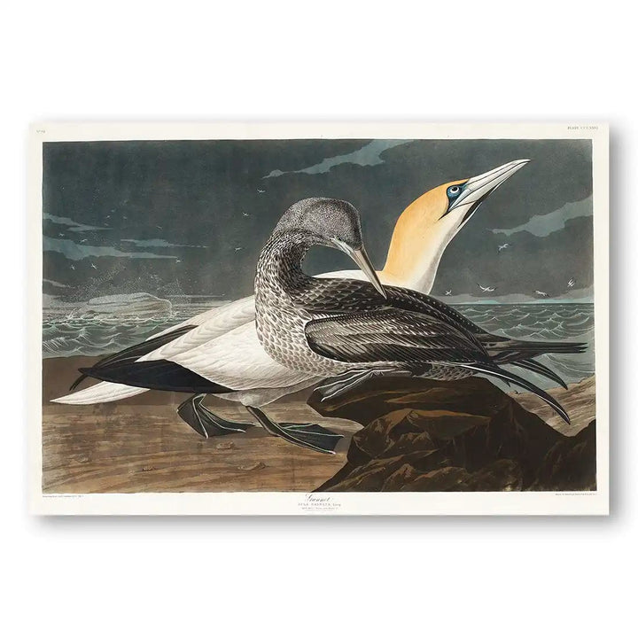 A Pair of Gannets by John James Audubon Art Print