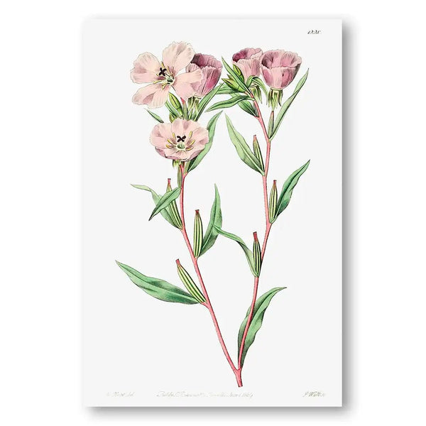 Pale Corona Amaryllis Art Print