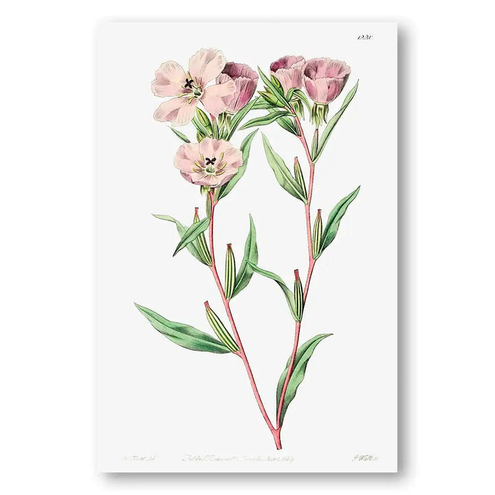 Pale Corona Amaryllis Art Print