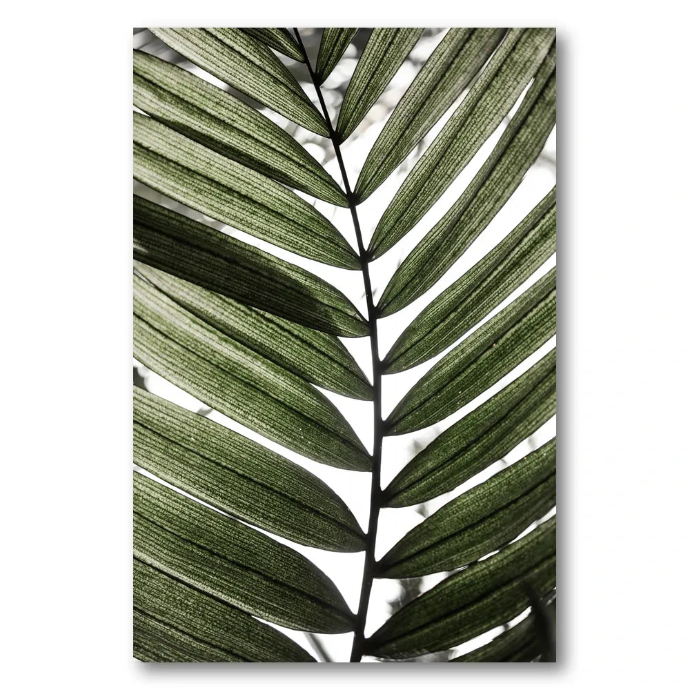 Palm Leaves 24 Photo Print