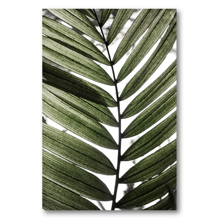 Palm Leaves 24 Photo Print