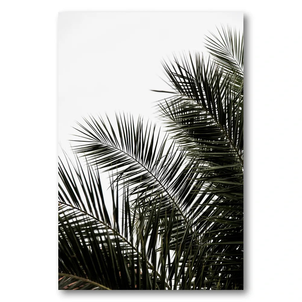 Palm Leaves 3 Photo Print