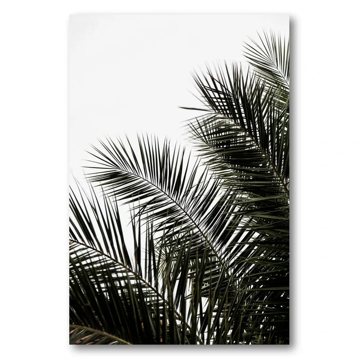 Palm Leaves 3 Photo Print