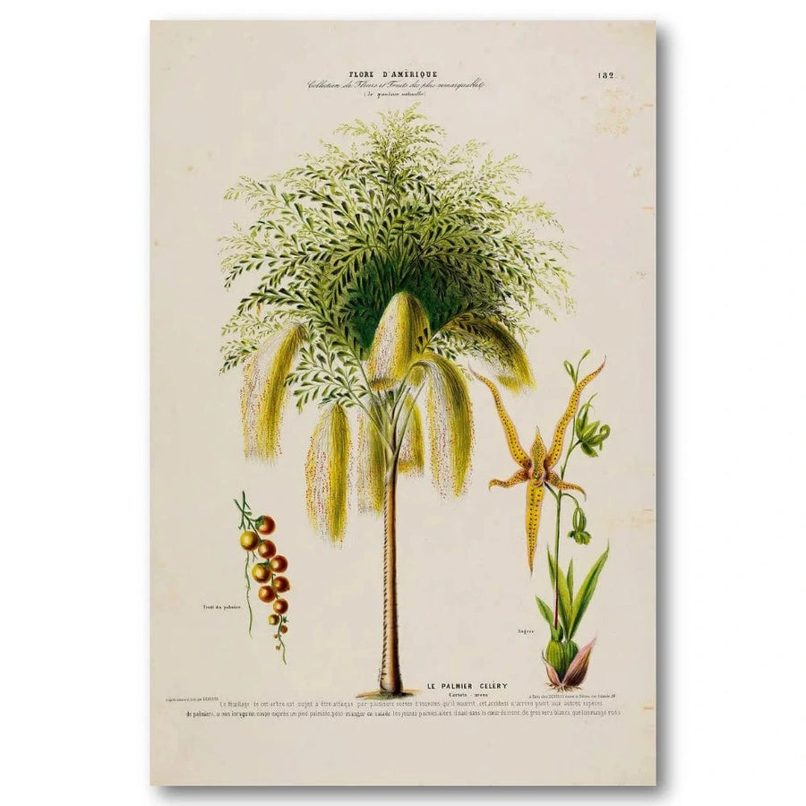 Celery Palm Art Print