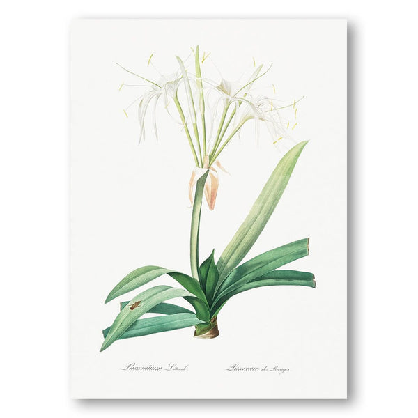 Pancratium littorale by Pierre-Joseph Redouté Art Print