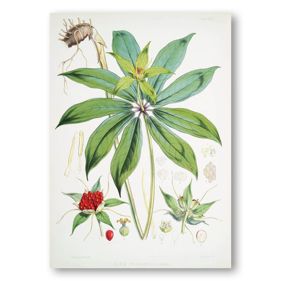 Paris Polyphylla Art Print