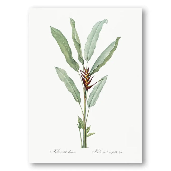 Parrot Heliconia Vintage Art Print