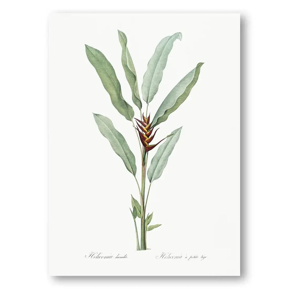 Lobster Claw Heliconia vintage print, one of the pair