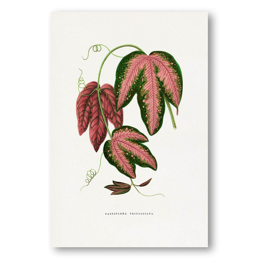 Passiflora Trifasciata Leaf Illustration Art Print