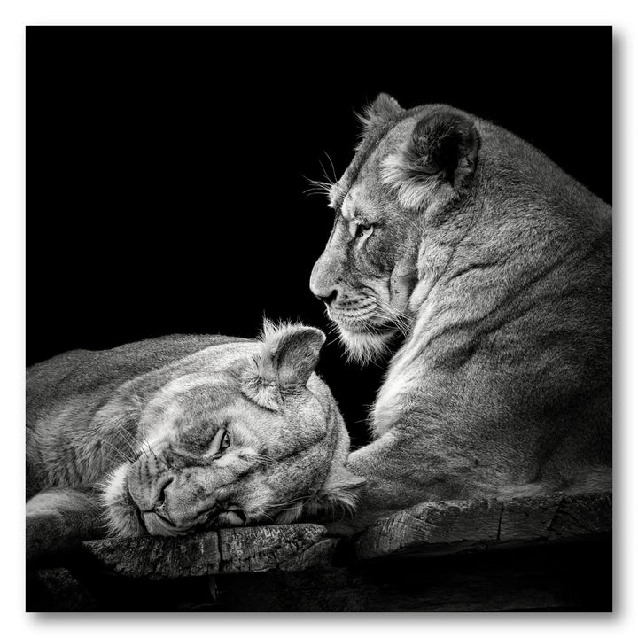 Peaceful Lioness Pair Photo Print